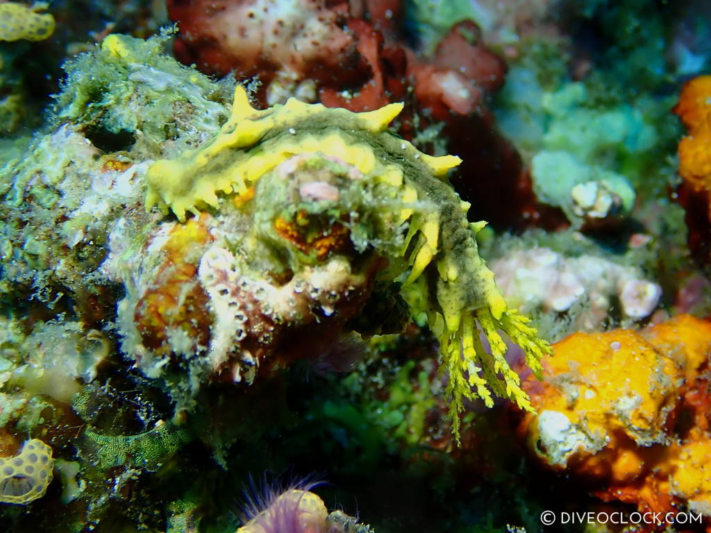 yellow_sea_cucumber Colochrius robostus